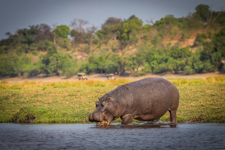 049 Botswana, Chobe NP, nijlpaard.jpg